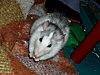 photo d'un rat, un rongeur
