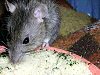 photo d'unrat agouti