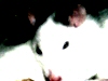 photo d'un rat, portrait blanc