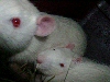 photo de rats albinos