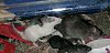 photo, le jeux chez les rats