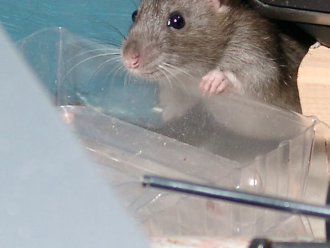 Image d'un rate agoutie - la femelle du rat