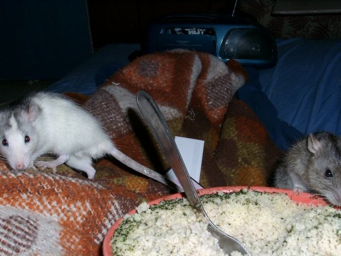 Photo d'un repas avec des rats