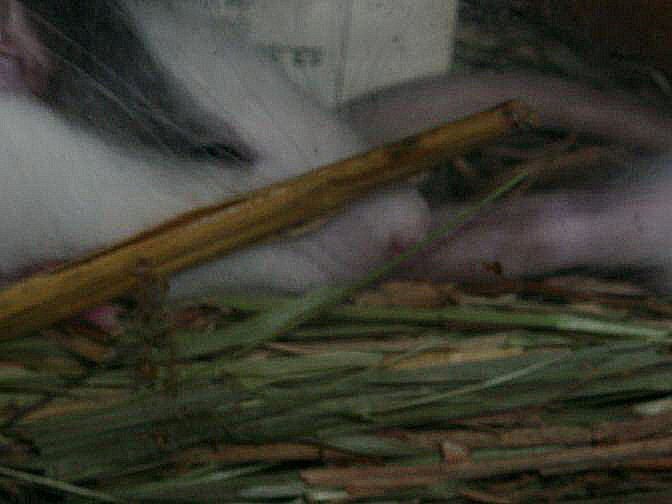 photo abstraite : un sommeil de paille d'un rat