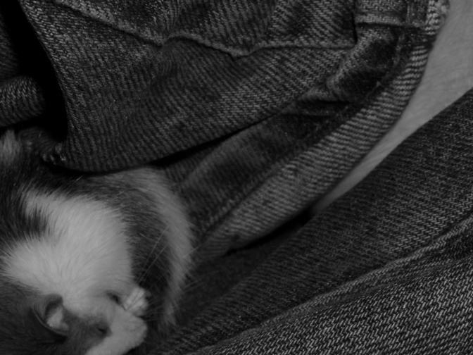 Photo d'un ratounet - un jeune rat husky