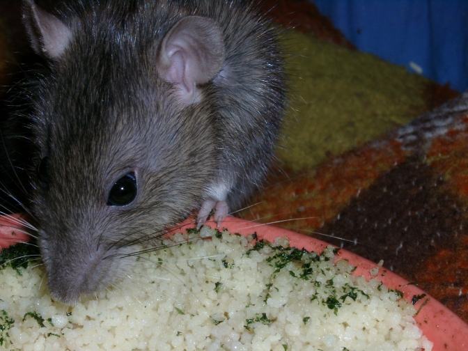 photo d'un rat agouti