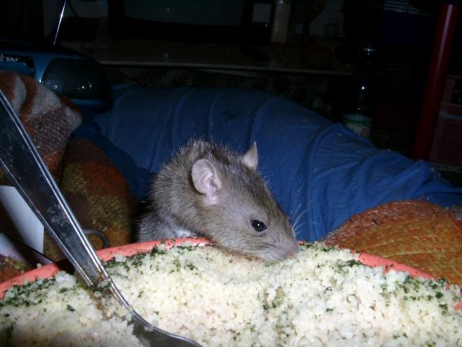 photo d'un rat agouti