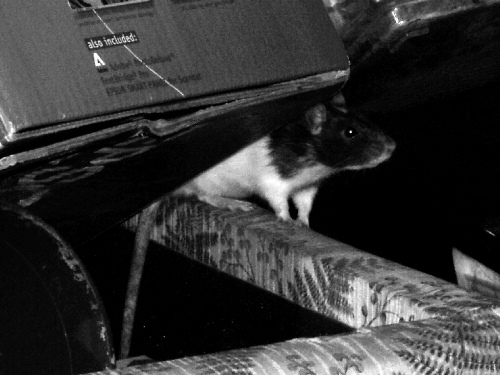 photo d'un rat en liberté