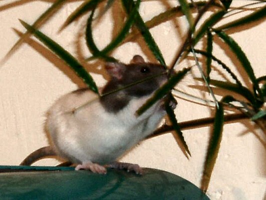 photo d'un rat sauvage