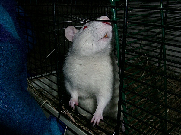 photo de la sortie d'un rat