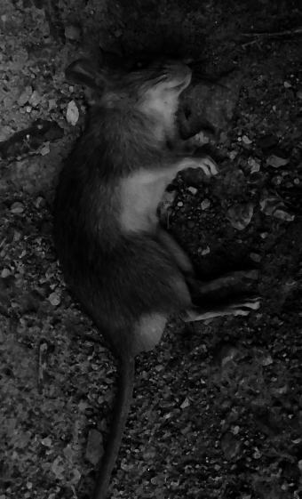 photo, cadavre de rat