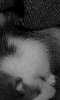 Petite photo en noir et blanc d'un jeune rat husky
