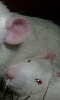 Avatar du plus petit rat albinos