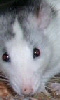 Petite photo d'un rat husky