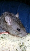 Avatar d'un rat gris