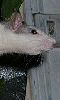 Avatar d'un rat