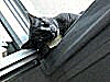 Petite photo sur la solitude du chat