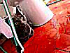 chat amoureux