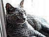 Avatar d'un chat gris