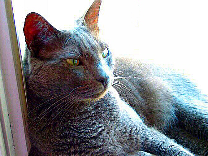 photo d'un chat gris