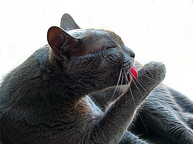 photo de la toilette d'un chat et de sa langue rose