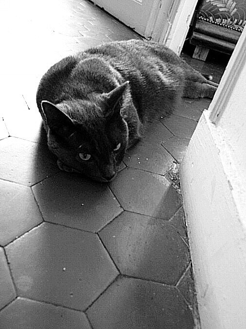 photo en noir et blanc d'un chat