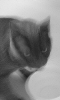 Avatar original d'un chat