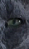 Petite image de l'oeil du chat
