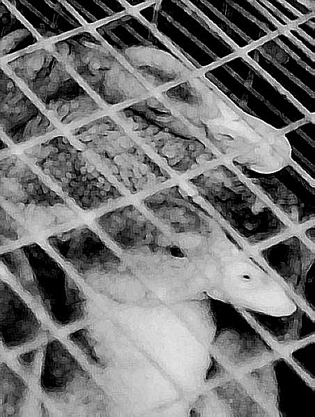 image photographique de canards en cage