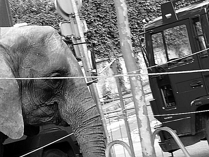 Photo d'un éléphant en captivité