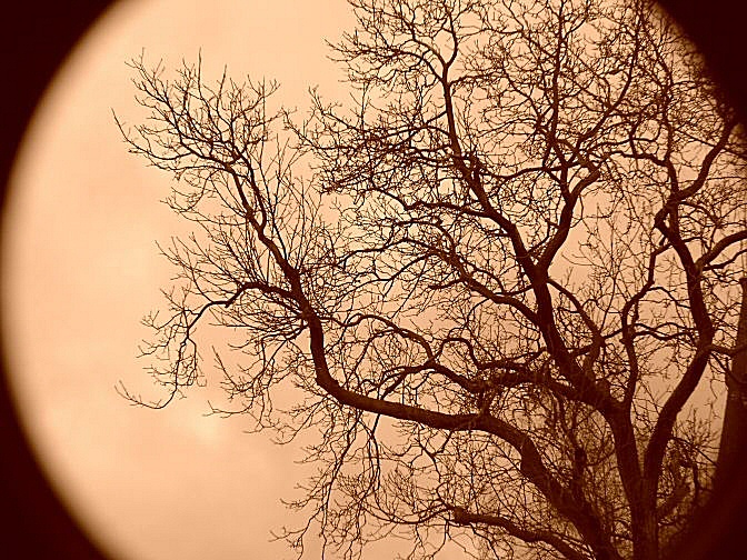 photo, l'arbre
