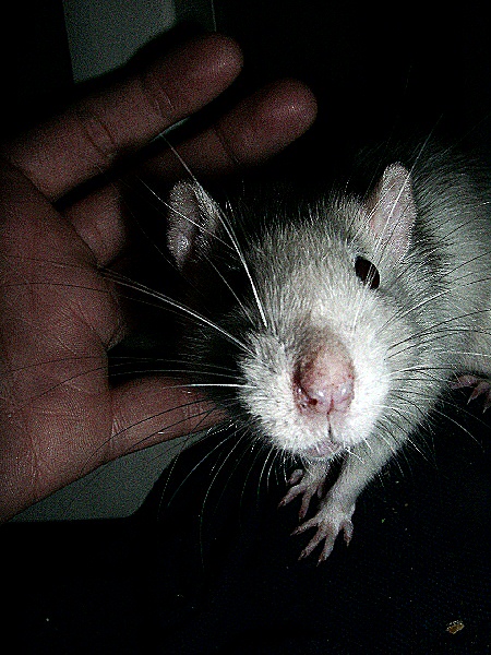 photo de la caresse à un rat