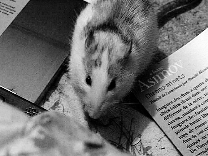Photo, le
Rat et les Chats d'Asimov