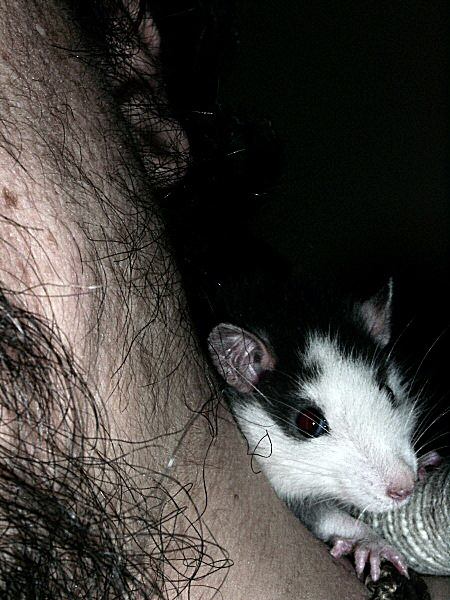 Photo d'un jeune rat - un animal familier