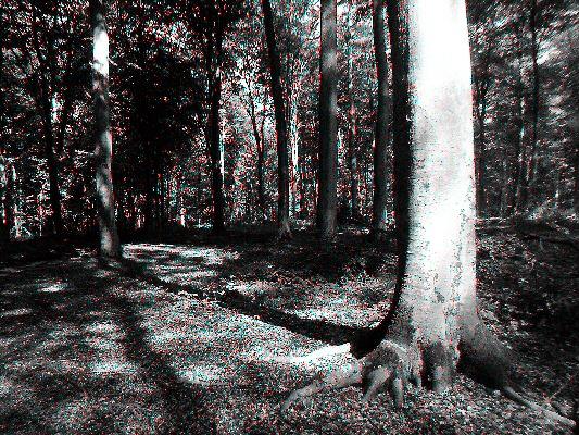 Photo : Dans le bois, la lumière des arbres