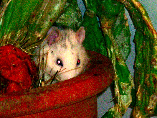 photo d'un rat dans la nature