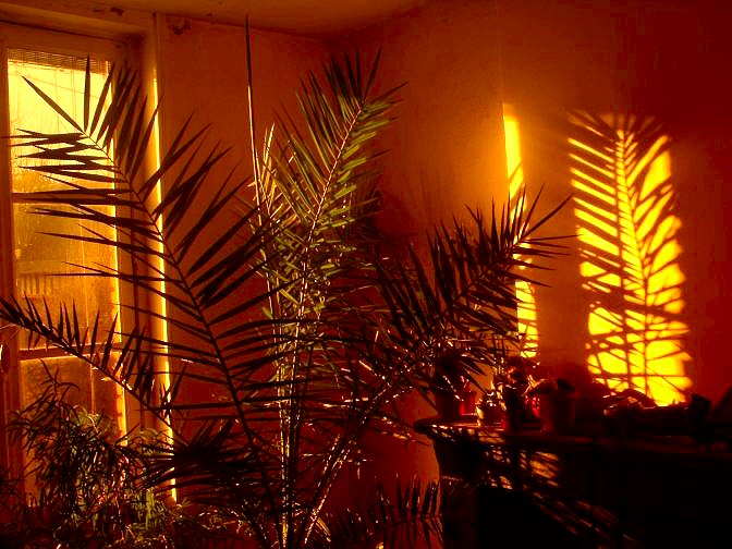 photo d'un palmier