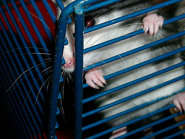 Photo de l'oeil du rat