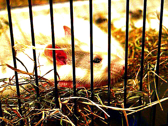 photo d'un rat derrière les barreaux
