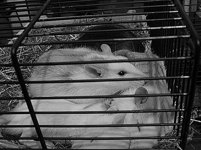 Photo de rats, des rongeurs sociaux
