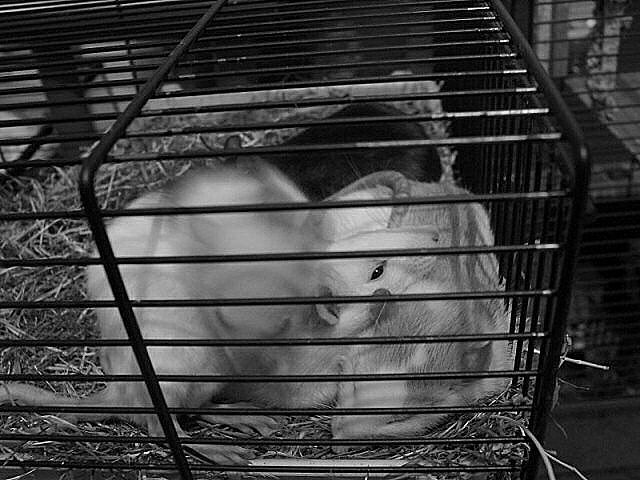 photo de rats qui dorment ensemble