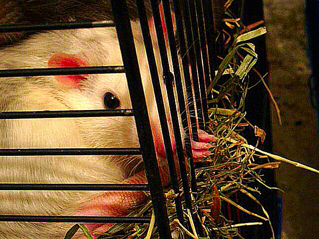Une photo attendrissante d'un Rat