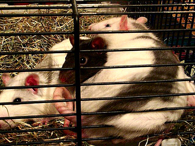 photo d'un groupe de rats