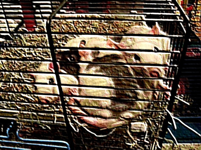 photo de mes amours de rats