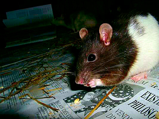 image d'un rat hooded