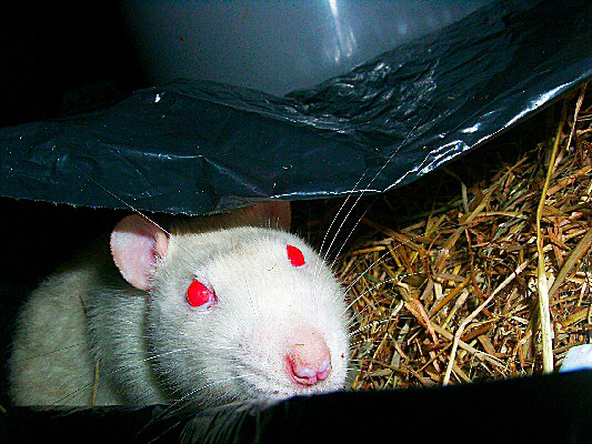 photo d'un rat dans une poubelle
