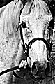 avatar du cheval
