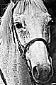 avatar du cheval