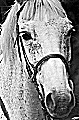 avatar du cheval