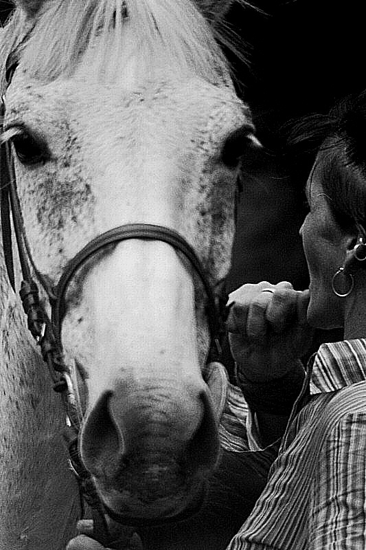 Photo du cheval gris